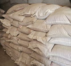 گندم یاواروس