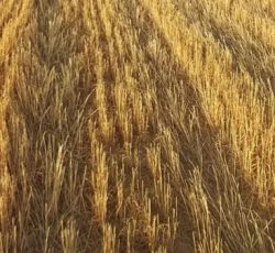 زمین باغی مسکونی