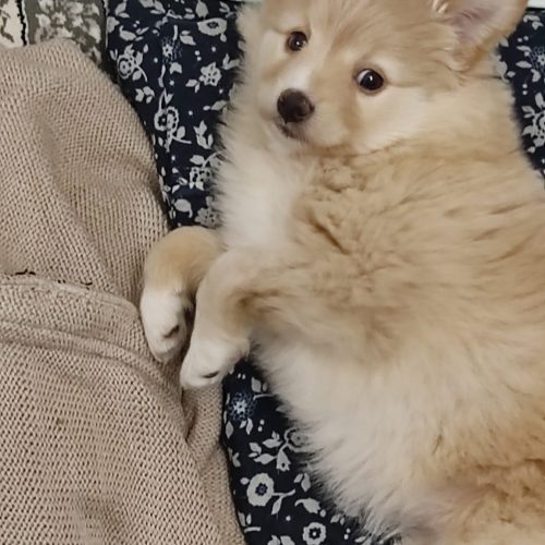 سگ پودل دوماهه