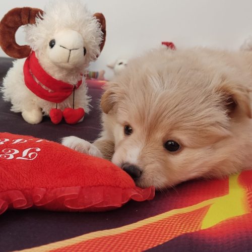 سگ پودل دوماهه