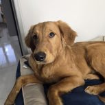 فروش سگ گلدن