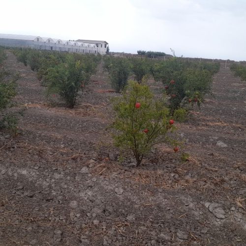 فروش حدود 3 هکتار زمین کشاورزی