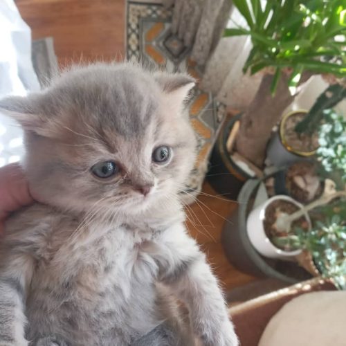 اسکاتیش سیلور