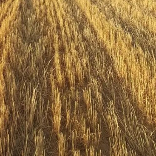 زمین باغی مسکونی