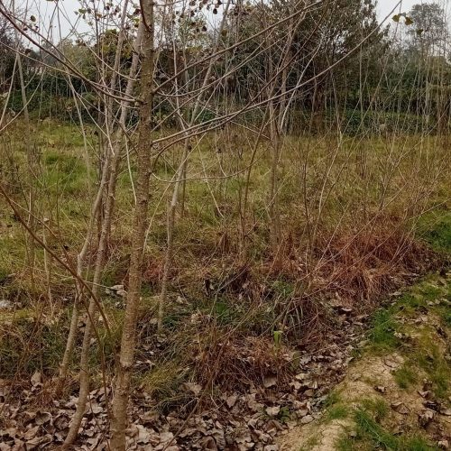 فروش زمین وخانه