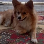 پامرروباهی ماده