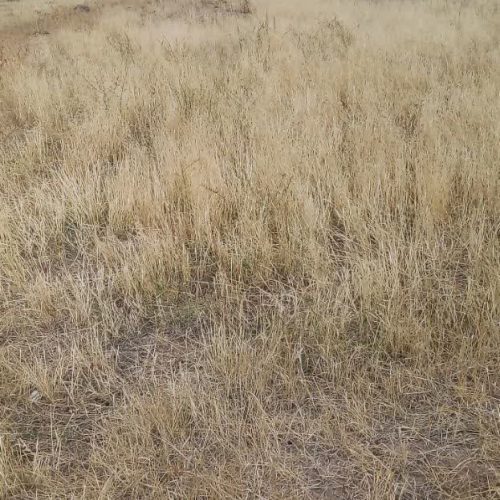 فروش زمین کشاورزی مشگین شهر