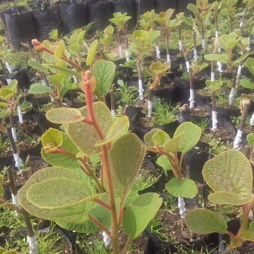 نهالسان کیوی هایواراد طلای