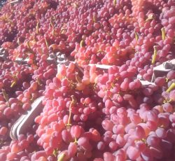 خریدمیوه خرمالو، سیب، به و انگور وغیره