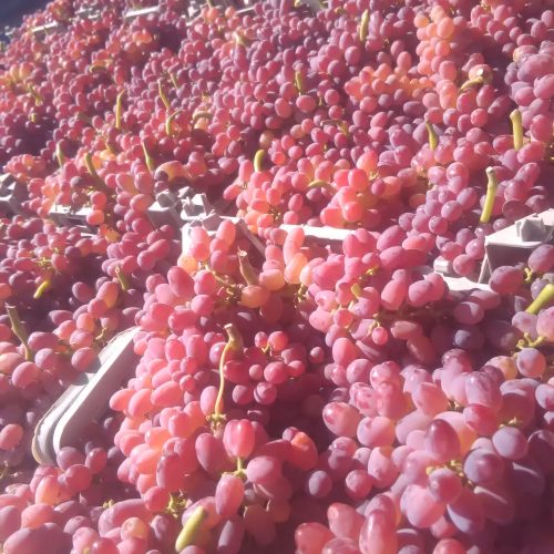 خریدمیوه خرمالو، سیب، به و انگور وغیره