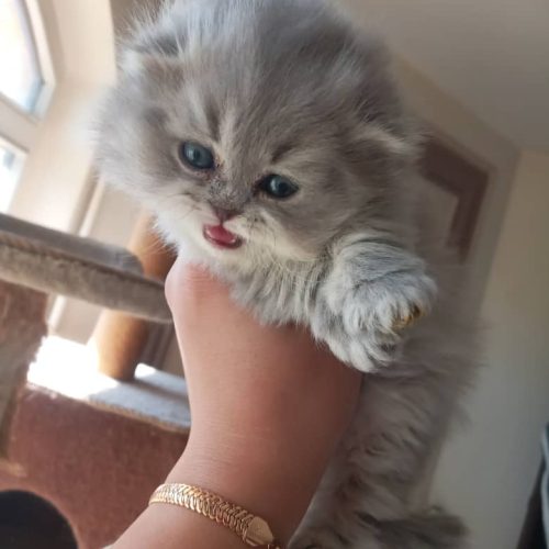 اسکاتیش سیلور