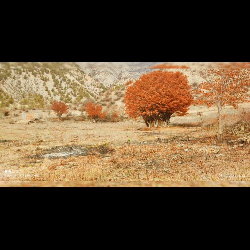 فروش یک قطعه زمین ییلاقی نوشهر کجور