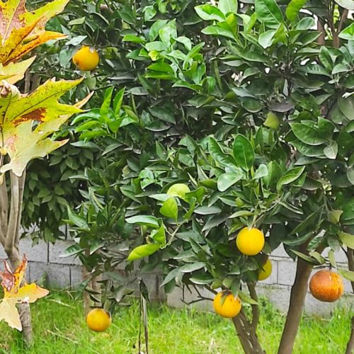 باغ مرکبات 2هزار متری