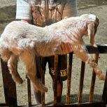 بزغاله نر با مادر‌ قیمت 15ملیون تومان