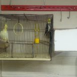 عروس هلندی نر و ماده