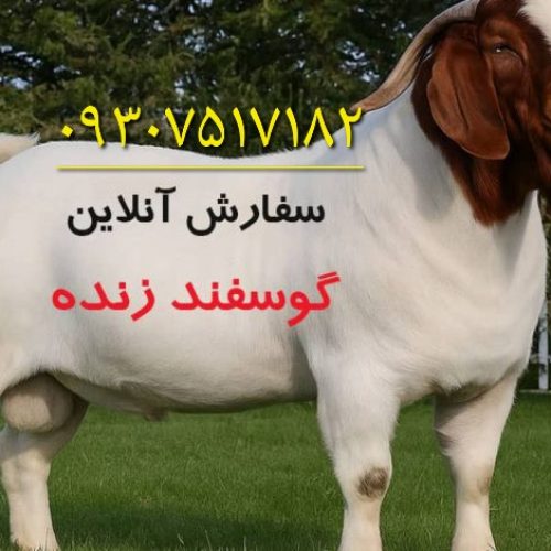 فروش گوسفند آنلاین و حضوری