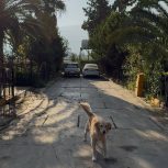 ویلا شهرکی در سیسنگان نوشهر