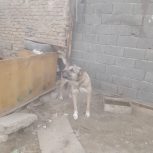یک عدد سگ سرابی نسل دا ر از نسل بزی قاسم در گاهی
