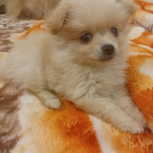 پامرانین روباهی