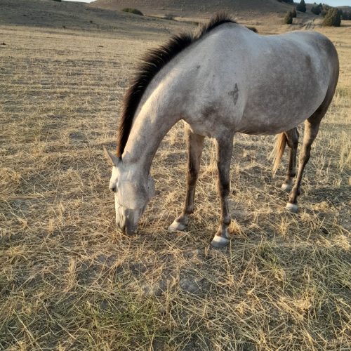 مادیان ترکمن