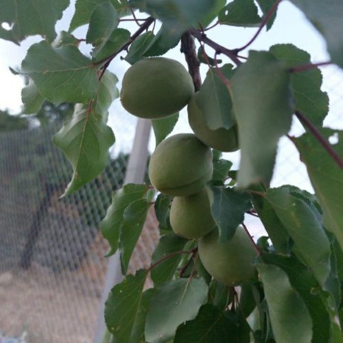 باغ 800 متری در همدان