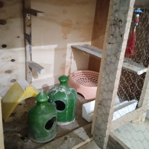 جعبه مخصوص لونه کبوتر