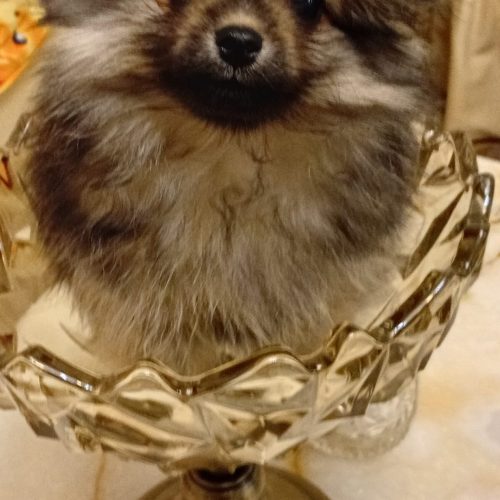 پامرانین روباهی