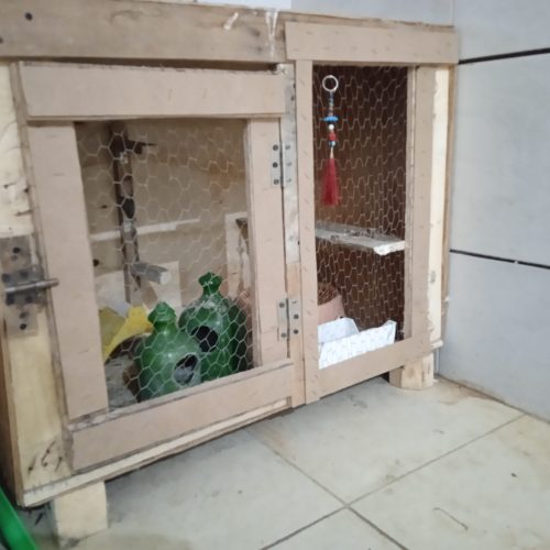 جعبه مخصوص لونه کبوتر