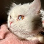 واگذاری گربه خانگی