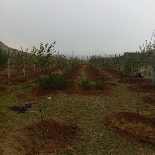 باغ 800 متری در همدان