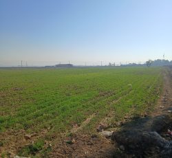 فروش زمین کشاورزی باغچه با اب چاه کشاورزی