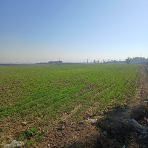 فروش زمین کشاورزی باغچه با اب چاه کشاورزی