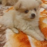 پامرانین روباهی