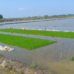 زمین شالیزاری