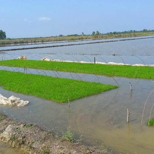 زمین شالیزاری