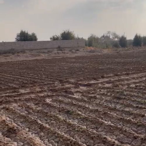 باغ  روستا رشمه