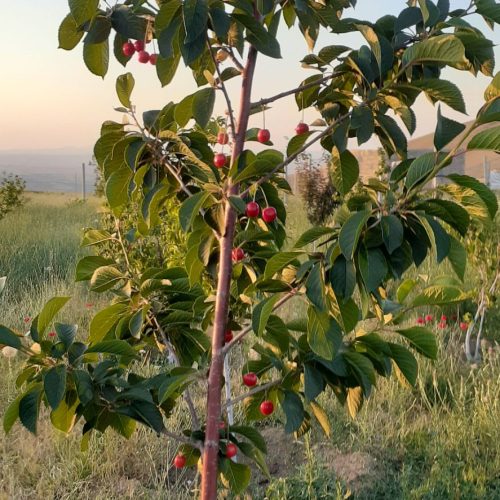 باغ 800 متری در همدان