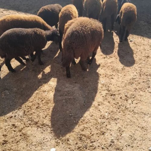 بره نره دشتی