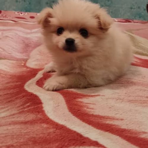 پامرانین روباهی