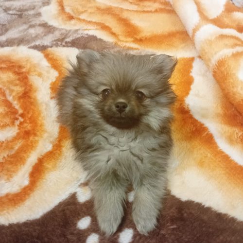 پامرانین روباهی