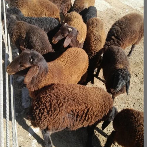 بره نره دشتی