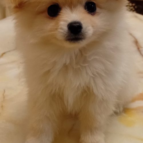 پامرانین روباهی