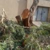قطع و برش درختان با اره بنزینی نخل ، کنار،گز،کهور،کالاتوس