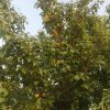 فروش زمین در روستای کیلک