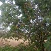 فروش زمین در روستای کیلک