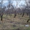 باغ شش دانگ سند تک برگ رسمی در نوا