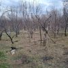 باغ شش دانگ سند تک برگ رسمی در نوا