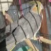 پرنده ناز و دوست داشتی عروس هلندی خانوم و خوشگل