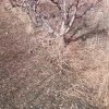 زمین باغ با موقعیت خوب ۸۰۰ متر
