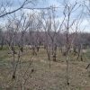 باغ شش دانگ سند تک برگ رسمی در نوا